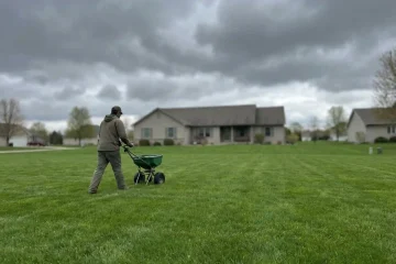 Czy można nawozić trawnik w czasie deszczu
