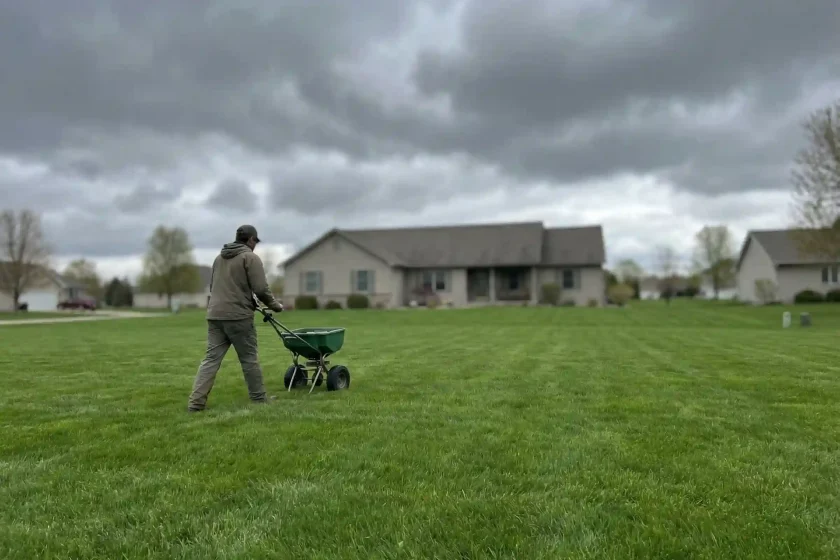 Czy można nawozić trawnik w czasie deszczu