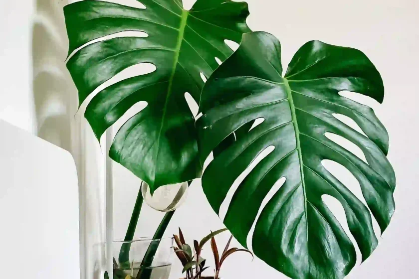 monstera