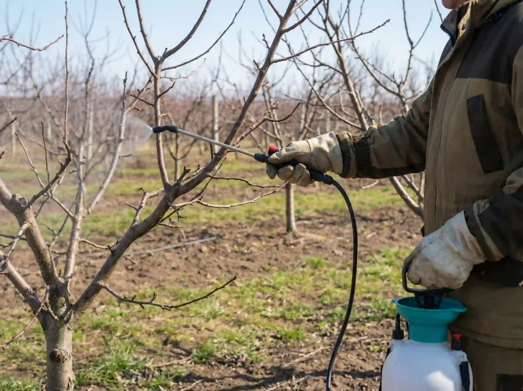 Ogrodnik wykonujący wiosenny oprysk drzewa owocowego w celu zapobiegania chorobom grzybowym.