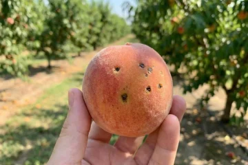 Dłoń trzymająca dojrzałą brzoskwinię z widocznymi ciemnymi plamkami parcha na skórce.